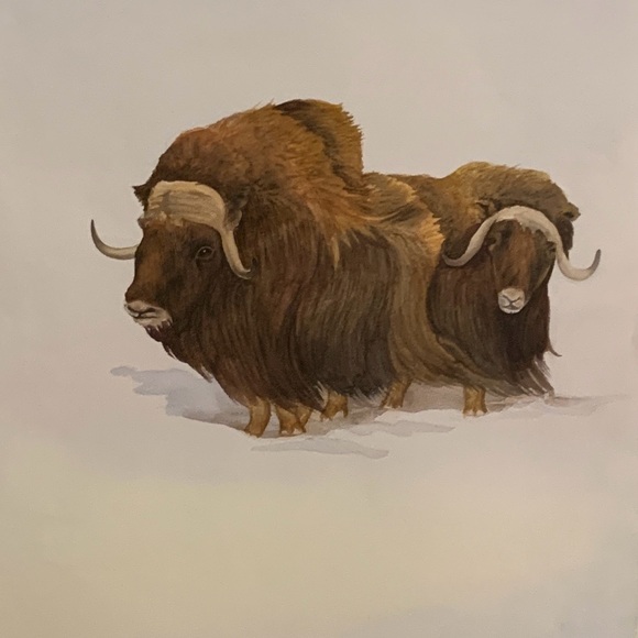Inuit Art litho of two Muskox, signed, 24x36 inches - Picture 6 of 9